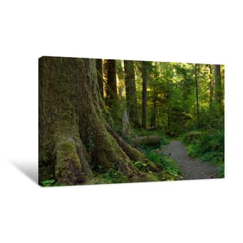 Image of Lichen-covered Rain Forest Giant In Olympic National Forest, Washington Canvas Print