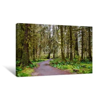 Image of Hoh Rainforest In Olympic National Park Canvas Print
