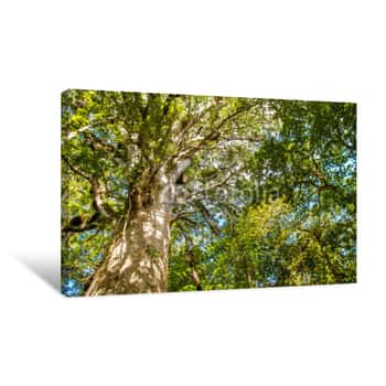 Image of Kauri Trees At The North Island Of New Zealand Canvas Print
