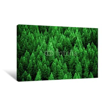 Image of Pine Forest In Wilderness Mountains Canvas Print
