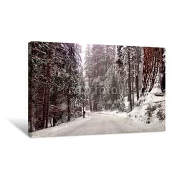 Image of Sequoia National Forest - California Canvas Print