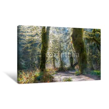 Image of Fairy Forest Is Filled With Old Temperate Trees Covered In Green And Brown Mosses  Hoh Rain Forest, Olympic National Park, Washington State, USA Canvas Print