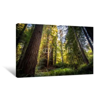 Image of Giant Redwood Forest Canvas Print