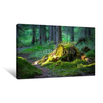 Image of Old Stump In Forest Canvas Print