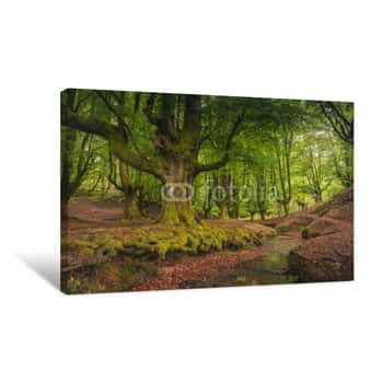 Image of Beech Tree Forest, Green Spring Leaves  Otzarreta, Basque Country, Spain Canvas Print