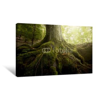 Image of Tree With Moss On Roots In A Green Forest In Spring Canvas Print