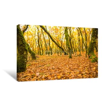 Image of Forest In Autumn Colors Woods Trunks Of Oak Tree For Background Canvas Print