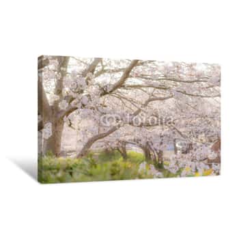 Image of 夕日に照らされる桜 Canvas Print