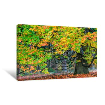 Image of Beautiful Colorful Autumn Tree In A Forest Canvas Print