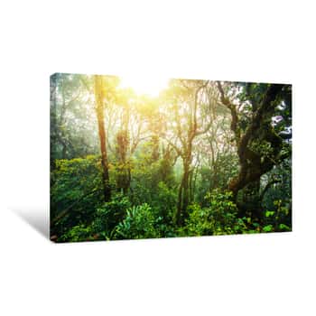 Image of Amazing Jungle Trail With Thick Green Trees And Branches In Mossy Forest, Malaysia Canvas Print