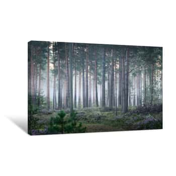 Image of Foggy Sunrise In The Beautiful Deciduous Forest In Latvia Canvas Print
