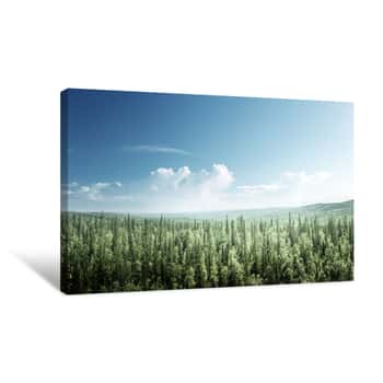 Image of Fir Tree Forest In Sunny Day Canvas Print