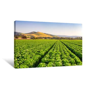 Image of Salinas Valley Lettuce Field Canvas Print