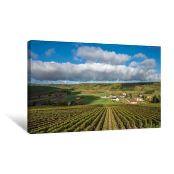 Image of Vineyards Of Loire Valley, France Canvas Print