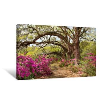 Image of Pathway Through Beautiful Blooming Park  Azaleas Flowers Blooming Under The Tree On A Spring Morning  Magnolia Plantation And Gardens, Charleston, South Carolina, USA Canvas Print