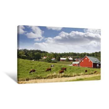 Image of Old Rural Country-side With Red Farms And Cattle Canvas Print