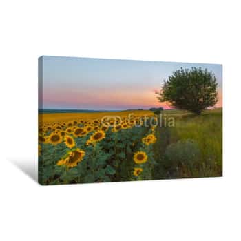 Image of Sunset On The Sunflower Field  Summer Sunset Canvas Print