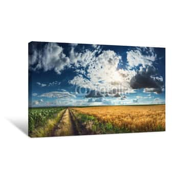 Image of Wheat And Corn Fields Before Harvest Canvas Print