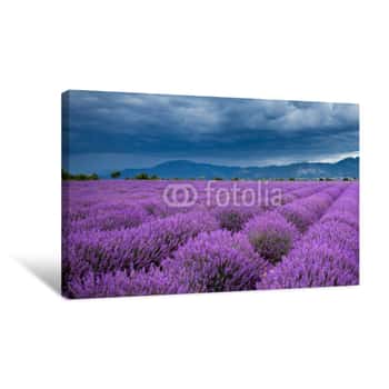 Image of The Endless Lavander Fields Of Southern France Under The Summer Sky Canvas Print