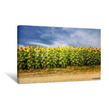 Image of Sunflowers In The Field Canvas Print