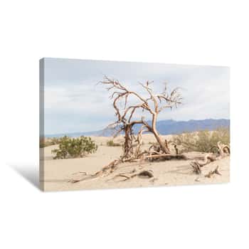 Image of Baum Im Death Valley Canvas Print