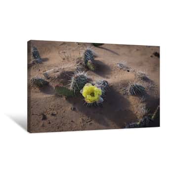 Image of High Angle View Of Cactus Flower Growing On Desert Canvas Print