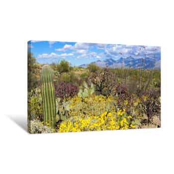 Image of Saguaro National Park Panorama Canvas Print