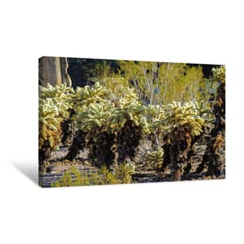 Image of Cholla Jumping Cactus, Cylindropuntia Fulgida, The Jumping Cholla, Also Known As The Hanging Chain Cholla, Is A Cholla Cactus Native To Sonora And The Southwestern United States Canvas Print
