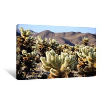 Image of Cholla Cactus Sprouting New Growth Within Joshua Tree National Park In Joshua Tree California Canvas Print