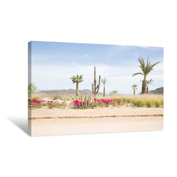 Image of Desert Landscape With Cactus And Bougainvillea In Baja California Sur Canvas Print