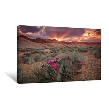 Image of Colorful Sunset With Cactus Flowers In Valley Of Fire, Nevada, USA Canvas Print