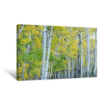 Image of Autumn Aspen Tree Canvas Print