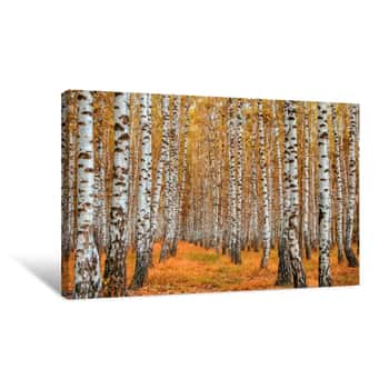 Image of Autumn Birch Forest Canvas Print