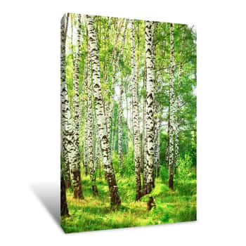Image of Summer In Sunny Birch Forest Canvas Print