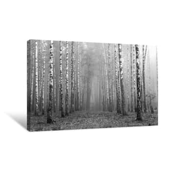 Image of Birch Forest, Black-white Photo, Autumn Landscape Canvas Print