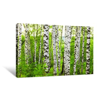 Image of Forest Birch Canvas Print