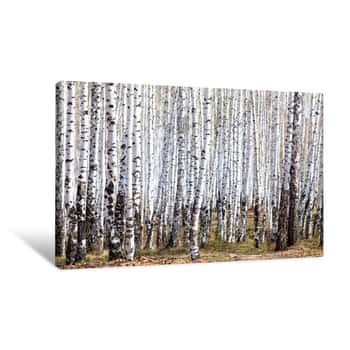 Image of Spring In The Birch Forest Canvas Print