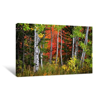 Image of Fall Birch Trees With Golden Leaves Canvas Print