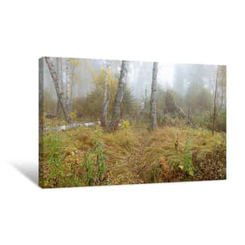 Image of Misty Morning In The Woods In The Fall  Morning, Autumn  Birch Grove Near The City Canvas Print