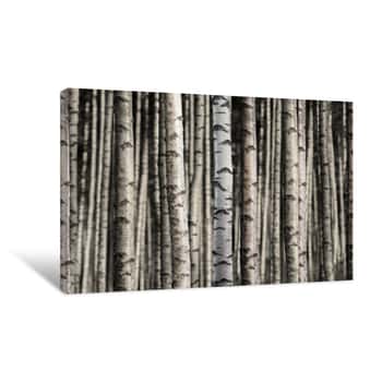 Image of Seamless Birch Forest Canvas Print