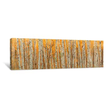 Image of Ultra Wide Autumn Birch Forest Pattern Canvas Print