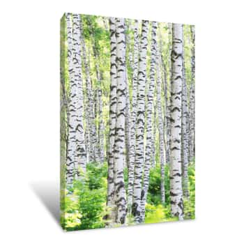 Image of Summer In Towering Birch Forest Canvas Print
