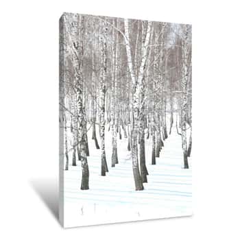 Image of Black And White Birch Trees With Birch Bark In Birch Forest Among Other Birches In Winter On Snow Canvas Print