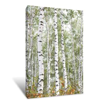 Image of Beautiful Birches In Forest In Early Autumn Canvas Print