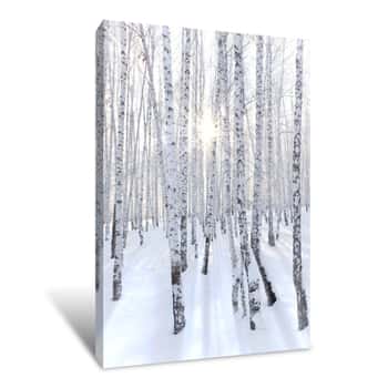 Image of Snowcovered Birch Forest And Rays Of The Sun Canvas Print