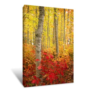 Image of Trees In The Pacific Northwest Canvas Print