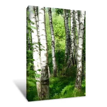 Image of Summer In Sunny Birch Forest Grove Canvas Print