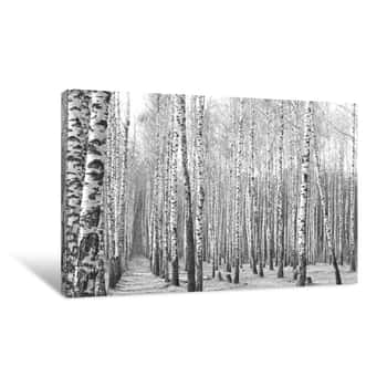 Image of Black And White Photo Of Birch Grove In Autumn As Beautiful Black-and-white Wallpaper Canvas Print