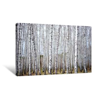 Image of Birch Forest Canvas Print