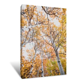 Image of Peak Fall Color Tree Canvas Print